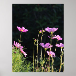 Pink Cosmos in the Morning Sun Poster