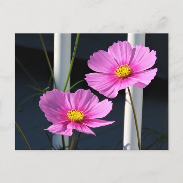 Pink Cosmos Postcard (Front)