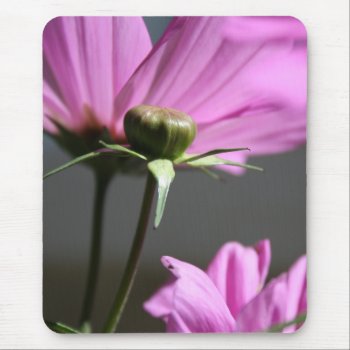 Pink Cosmos Sun 3 Floral Photography Mouse Pad by PBsecretgarden at Zazzle