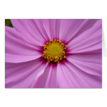 Pink Cosmos Wildflower Floral