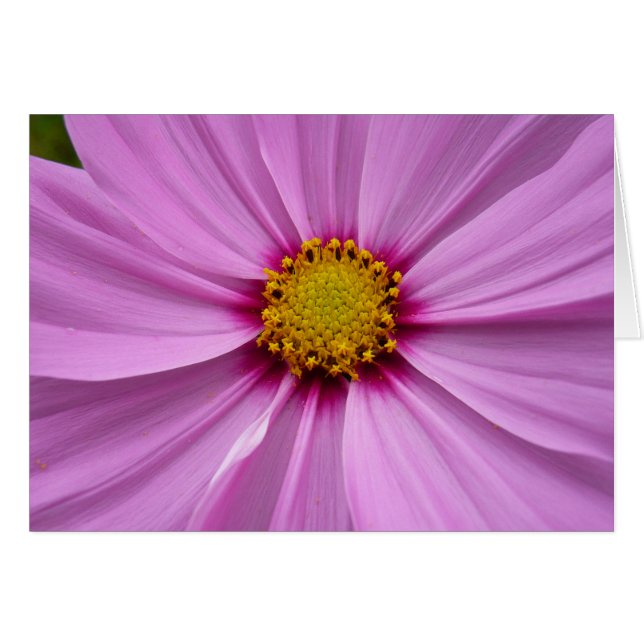 Pink Cosmos Wildflower Floral Cards (Front Horizontal)