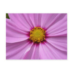 Pink Cosmos Wildflower Floral Postcard