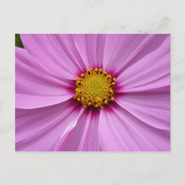 Pink Cosmos Wildflower Floral Postcard (Front)