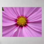 Pink Cosmos Wildflower Floral Poster