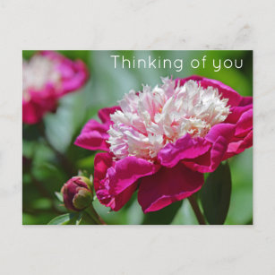 Pink Cottage Peony Flower Thinking of you Postcard