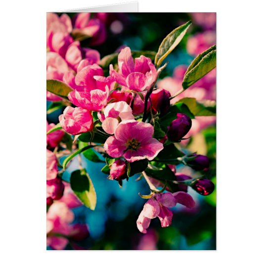 Pink Crab Apple Flowers Cards (Front)