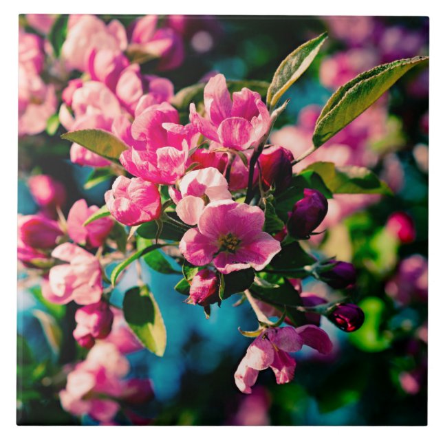 Pink Crab Apple Flowers Ceramic Tile (Front)