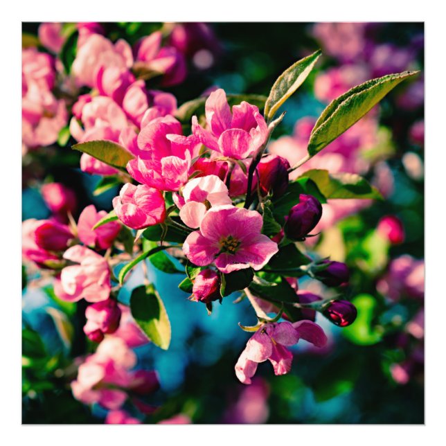 Pink Crab Apple Flowers Photo Print (Front)