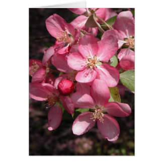 Pink Crabapple Cards
