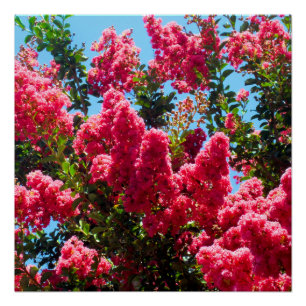 Pink Crape Myrtle Tree Flowers Photography Poster