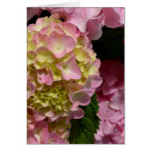Pink Cream Hydrangeas yellow pink green floral  (Front)