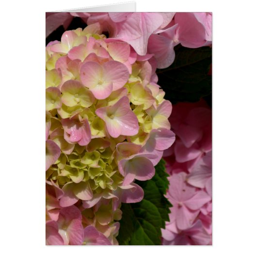 Pink Cream Hydrangeas yellow pink green floral (Front)