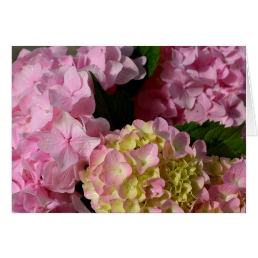 Pink Cream Hydrangeas yellow pink green floral  (Front Horizontal)