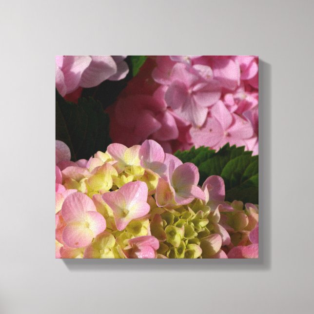 Pink Cream Hydrangeas yellow pink green floral  Canvas Print (Front)