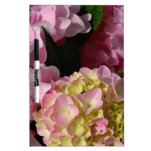 Pink Cream Hydrangeas yellow pink green floral  Dry Erase Board