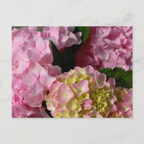 Pink Cream Hydrangeas yellow pink green floral  Postcard
