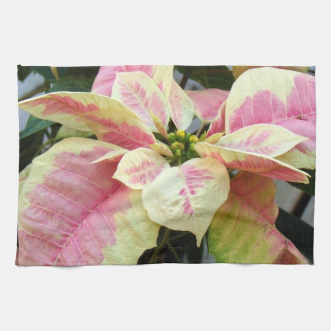 Pink Cream Poinsettia Towel (Horizontal)
