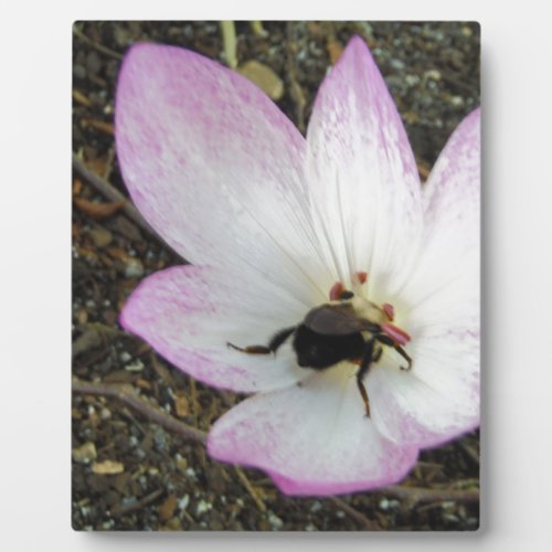 Pink Crocus with Bumblebee Plaque