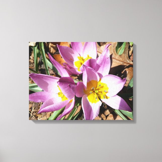 Pink Crocuses Spring Floral Canvas Print (Front)