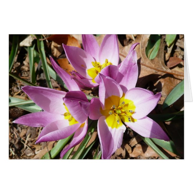 Pink Crocuses Spring Floral Cards (Front Horizontal)