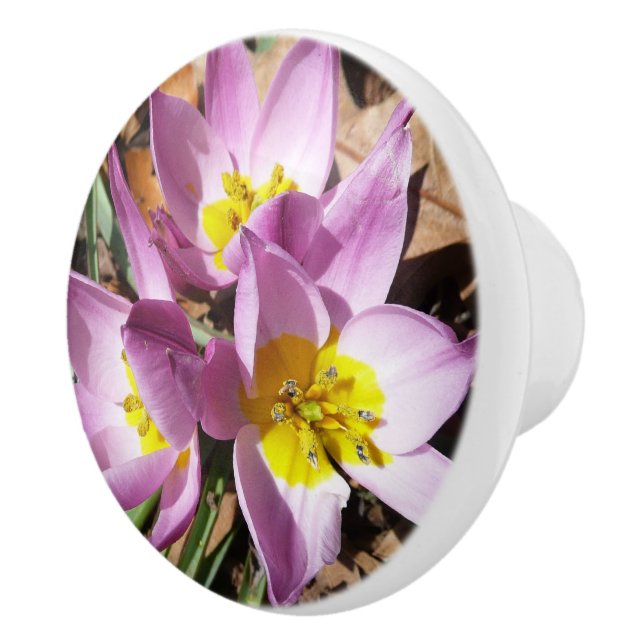Pink Crocuses Spring Floral Ceramic Knob (Right)