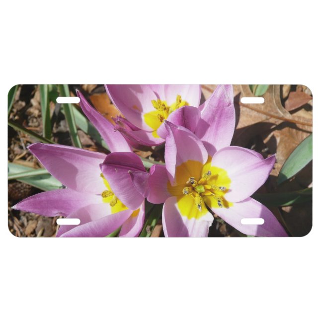 Pink Crocuses Spring Floral License Plate (Front)