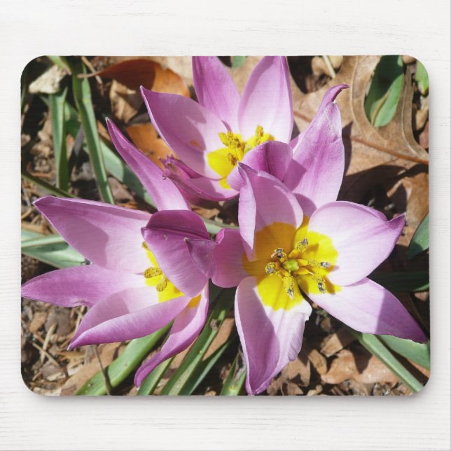 Pink Crocuses Spring Floral Mouse Pad (Front)