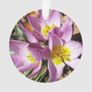Pink Crocuses Spring Floral Ornament