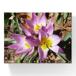 Pink Crocuses Spring Floral Paperweight