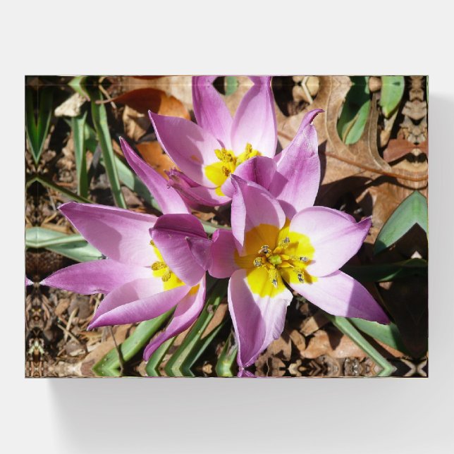 Pink Crocuses Spring Floral Paperweight (Front)