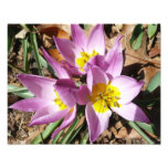 Pink Crocuses Spring Floral Photo Print