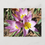 Pink Crocuses Spring Floral Postcard