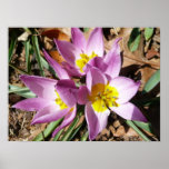 Pink Crocuses Spring Floral Poster