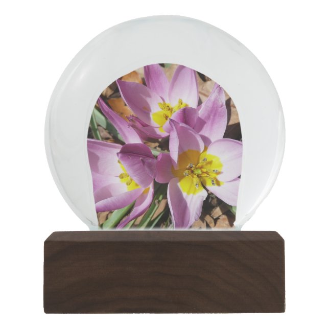 Pink Crocuses Spring Floral Snow Globe (Front)