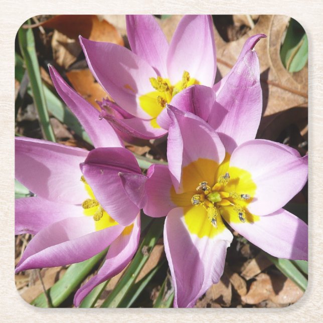 Pink Crocuses Spring Floral Square Paper Coaster (Front)