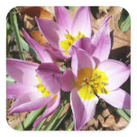 Pink Crocuses Spring Floral Square Sticker
