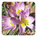Pink Crocuses Spring Floral Square Sticker