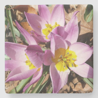 Pink Crocuses Spring Floral Stone Coaster