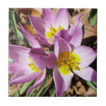 Pink Crocuses Spring Floral Tile