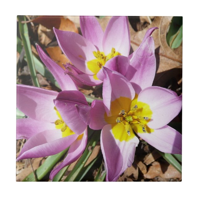 Pink Crocuses Spring Floral Tile (Front)