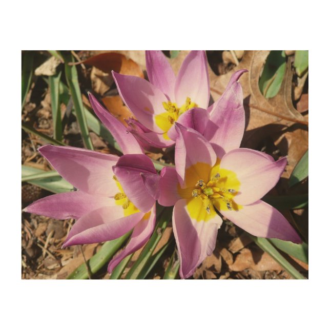 Pink Crocuses Spring Floral Wood Wall Decor (Front)
