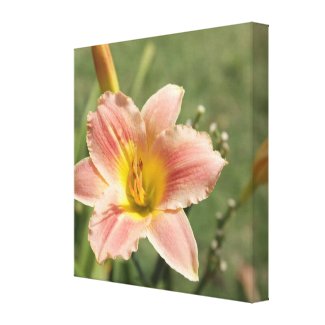 Pink Cultivated Daylily - Macro Closeup View wrappedcanvas