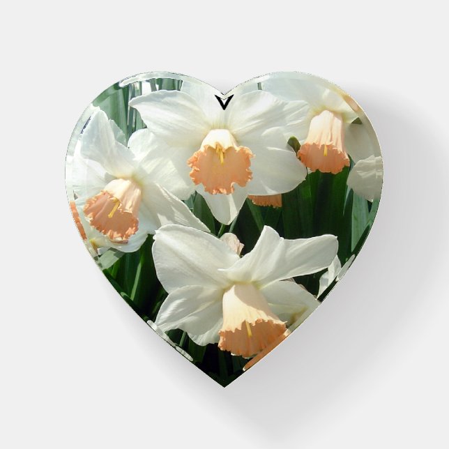 Pink Cup Daffodils Paperweight (Front)