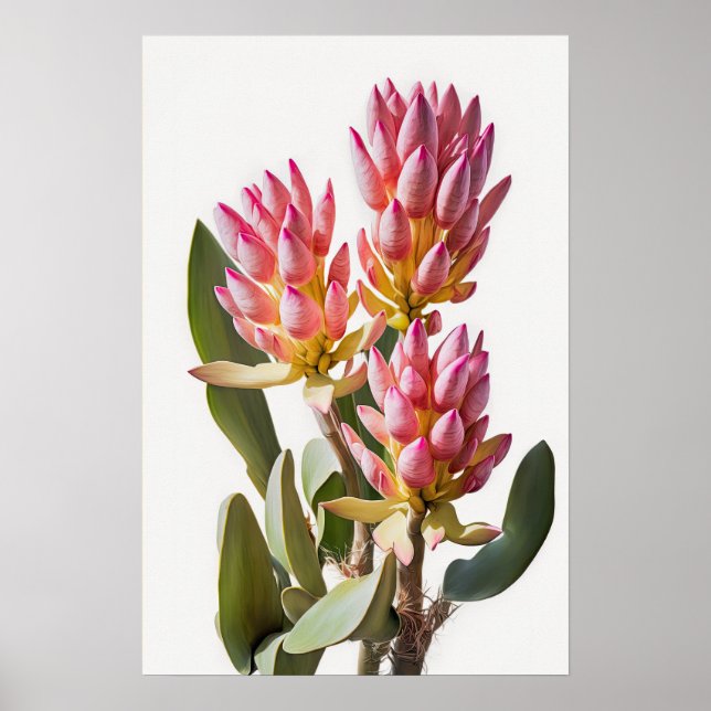 Pink Curcuma Flower Art Print Poster (Front)