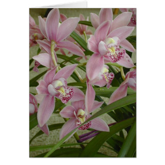 Pink Cymbidium Orchid Cards