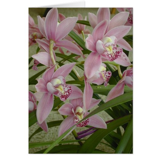 Pink Cymbidium Orchid Cards (Front)