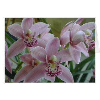 Pink Cymbidium Orchids Cards