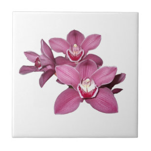 Pink Cymbidium Orchids Tile