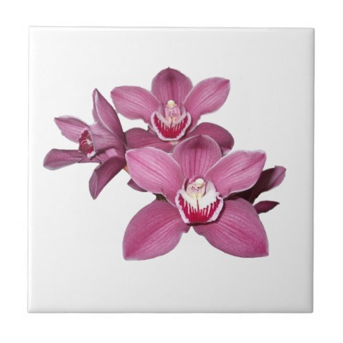 Pink Cymbidium Orchids Tile