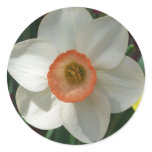 Pink Daffodil Spring Flower Classic Round Sticker